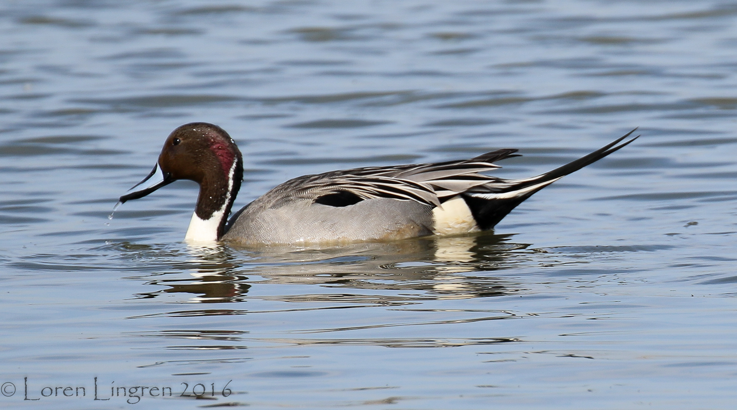 Vic Fazio Yolo Bypass Wildlife R